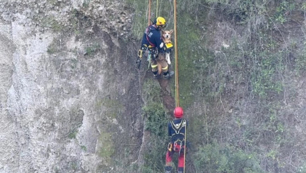 /rescatan-perrito-atrapado-en-quebrada-de-potrero-grande