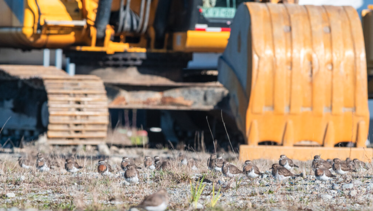 /organizaciones-ambientales-denuncian-que-ampliacion-del-outlet-paseo-alerce