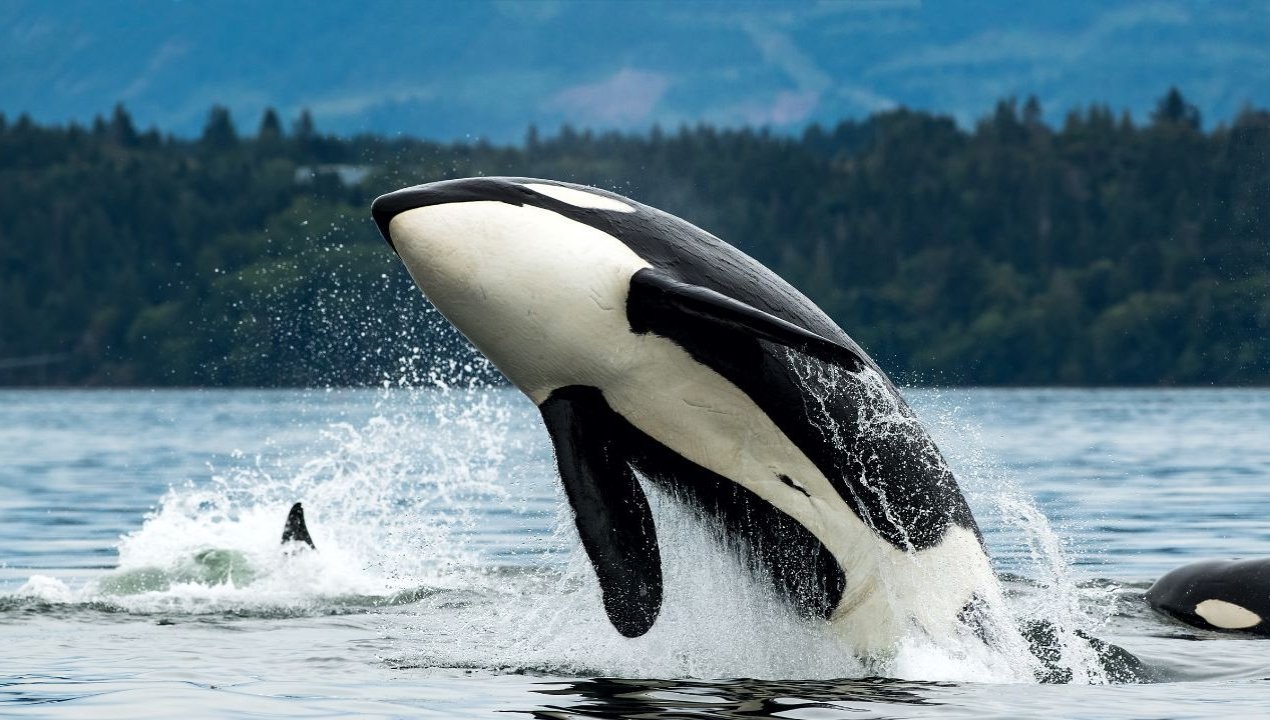 /orcas-acorralan-a-pescadores-artesanales-en-bahia-mansa-nos-rodearon-y