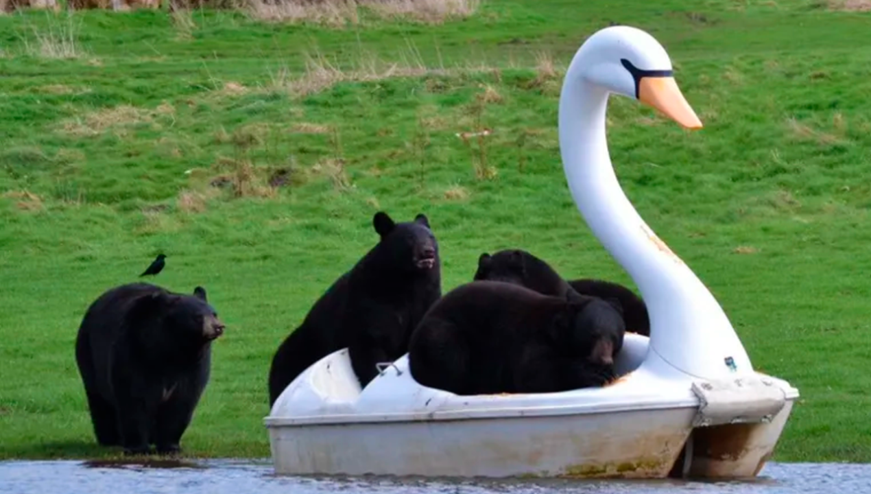 /tendencias/curiosidades/osos-negros-protagonizan-divertido-momento-sobre-un-bote-con-forma-de-cisne