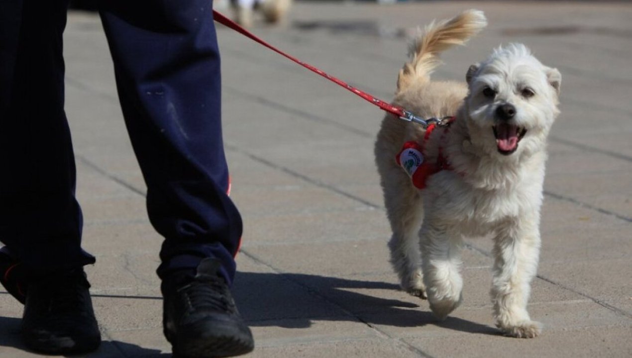 /tendencias/animales/egalitte-la-vacuna-de-esterilizacion-temporal-para-perros-creada-en