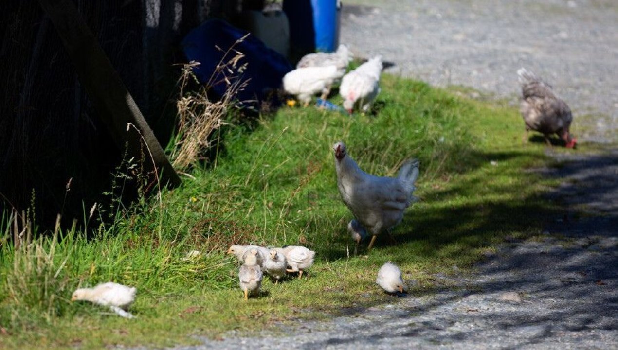 /regionales/region-de-la-araucania/sag-confirma-brote-de-gripe-aviar-en-cunco-y-activa-protocolos-de