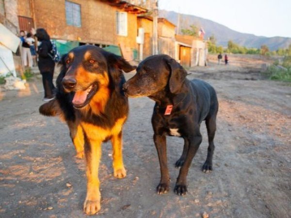 Informe UC propone eutanasia de perros abandonados en casos de riesgo y abre debate
