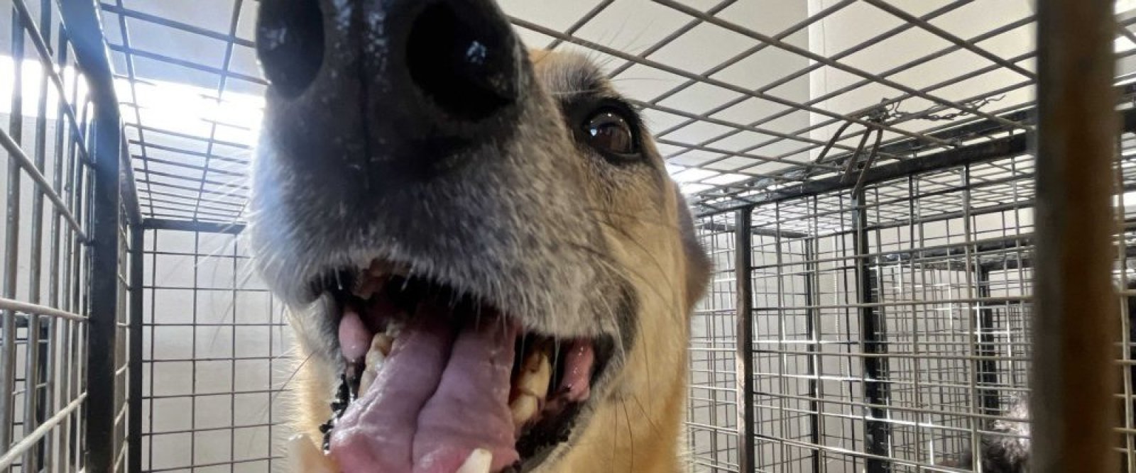 Los efectos que produce en ellos una simple cara alegre